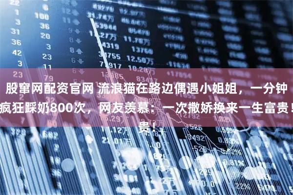 股窜网配资官网 流浪猫在路边偶遇小姐姐，一分钟疯狂踩奶800次，网友羡慕：一次撒娇换来一生富贵！